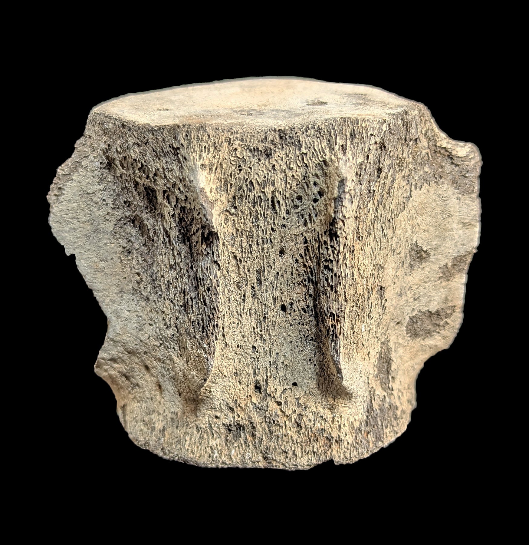 Authentic Fossil Whale Vertebrae for Sale - Rare Marine Mammal Bone Specimen - Perfect for Paleontology Collectors & Home Decor
