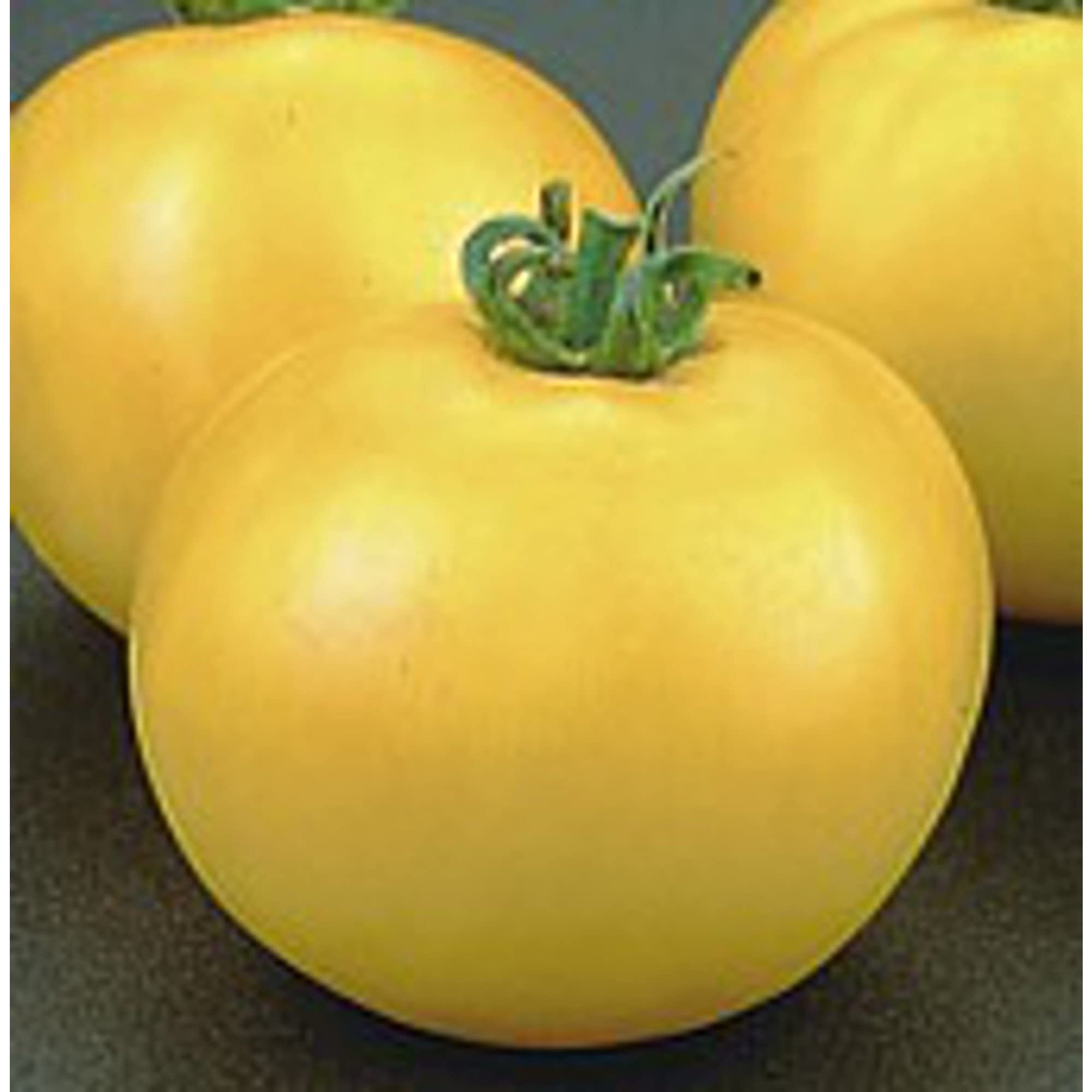 Organic Lemon Boy Tomato Seeds (20+ Seeds) | Non-GMO Heirloom Variety | Vegetable & Fruit Seeds for Planting | Home Garden, Greenhouse, or Container Growing | Perfect for Fresh Salads, Sauces, and Canning