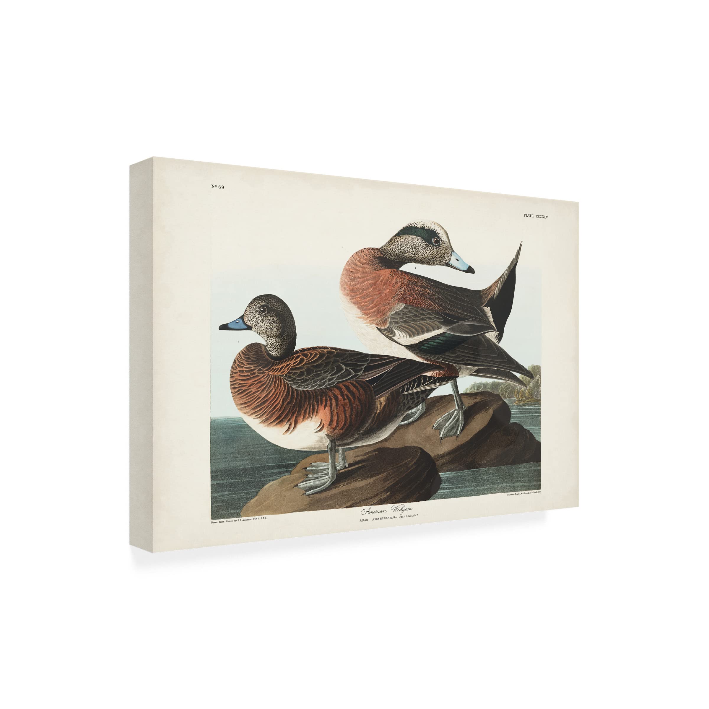 John James Audubon 'American Widgeon' Canvas Art Print 16x24 - Premium Wildlife Bird Wall Decor for Living Room, Office & Nature Lovers