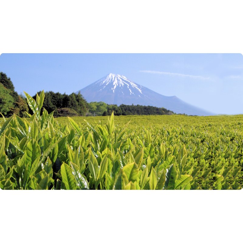 Premium Oigawa Healing Zen Platinum Japanese Green Tea 100g - Organic Matcha Powder for Relaxation, Meditation & Wellness - Perfect for Tea Ceremonies, Stress Relief & Daily Detox