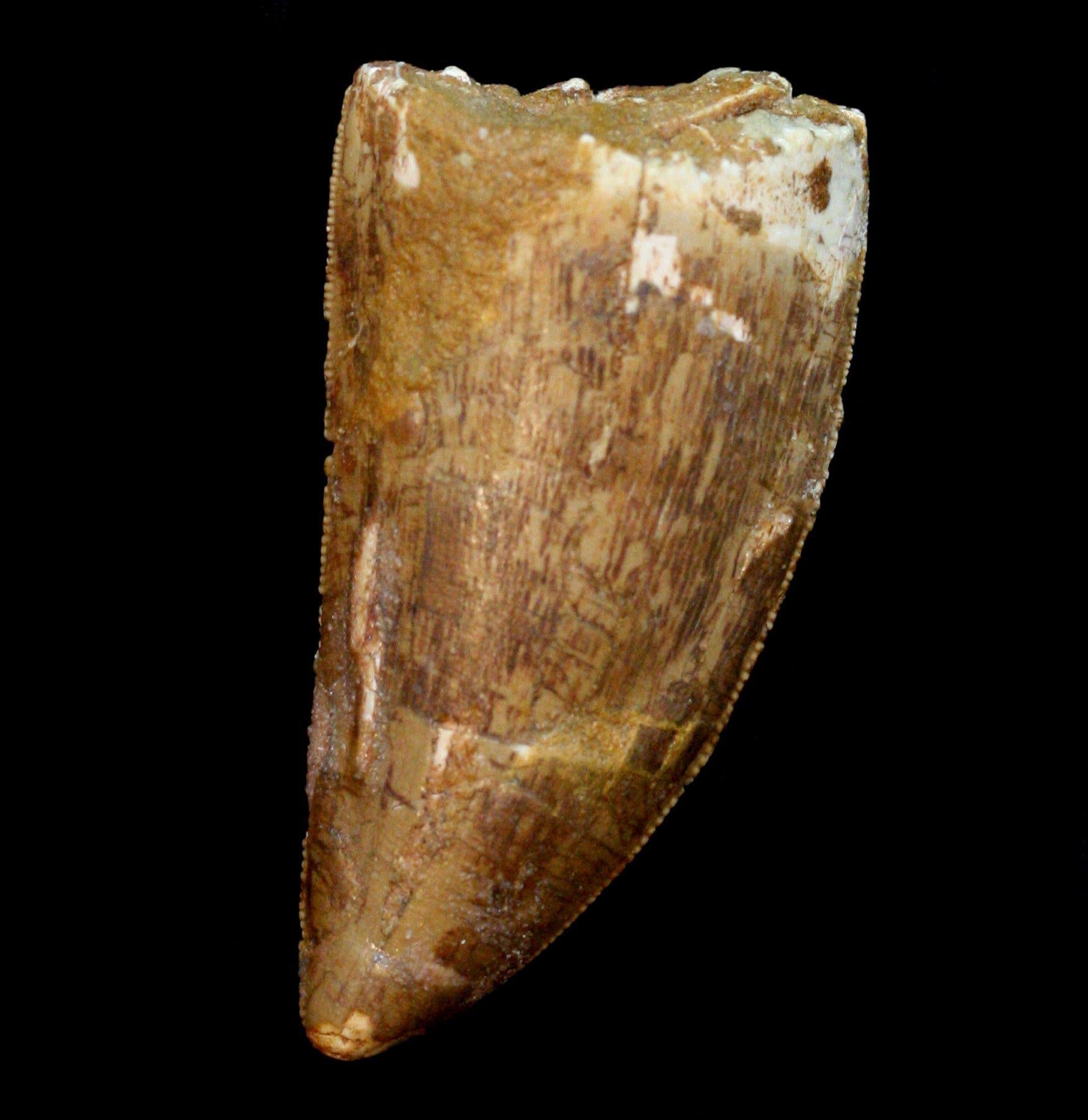 Authentic Carcharodontosaurus Dinosaur Tooth Fossil - Rare Prehistoric Collectible for Paleontology Enthusiasts & Home Decor Display