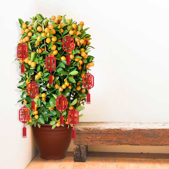 Decorative Flower Pot Plain/Red (GP 3009) - Perfect for Indoor Plants, Home Decor, and Garden Planting