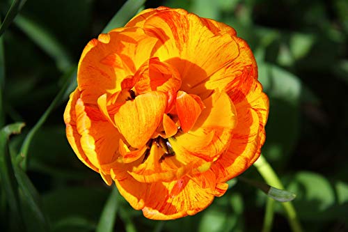 20x30 Inch Laminated Spring Tulip Orange Flower Poster - Vibrant Colors & HD Print - Perfect for Home Decor, Living Room, Bedroom & Office Wall Art