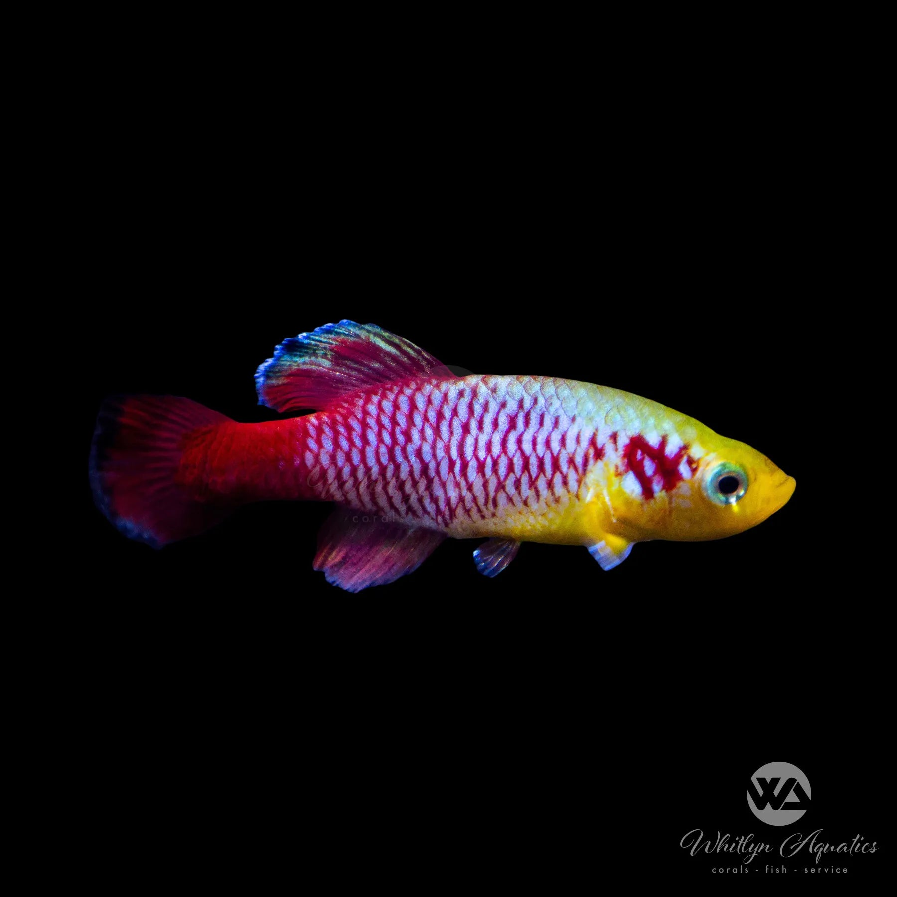 Redtail Notho Killifish (Nothobranchius guentheri) - Live Tropical Fish for Aquariums | Perfect for Nano Tanks & Breeding Projects