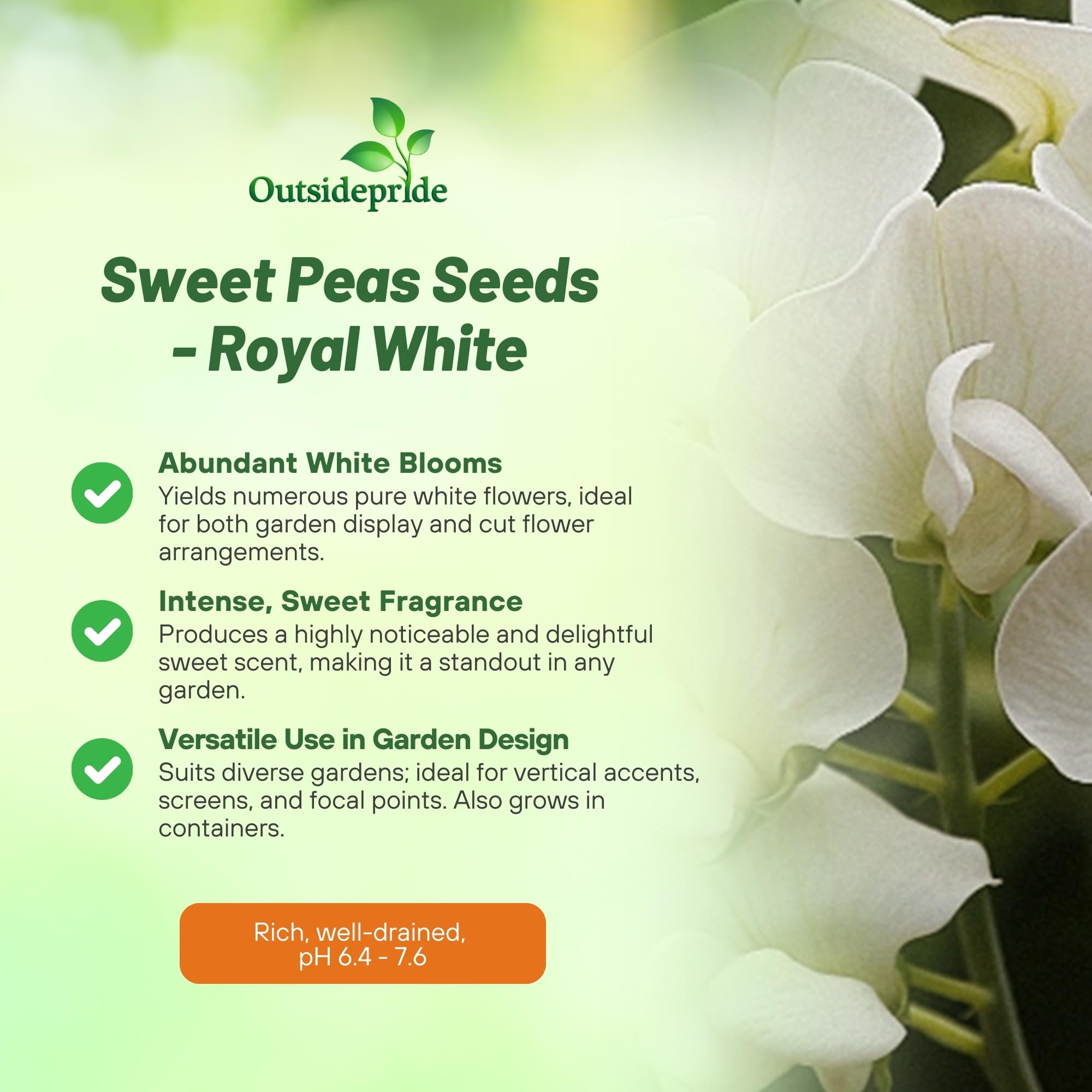 Outsidepride 250 Seeds Annual Lathyrus Odoratus Sweet Peas Royal White Vine Seeds for Planting - Fragrant Climbing Flowers for Garden Trellis, Fence & Container Gardening