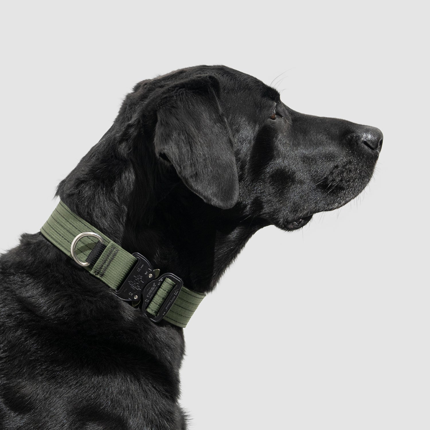 Lifetime Pro Collar - Durable Dog Collar with Reflective Stitching for Safety | Perfect for Walking, Training & Outdoor Adventures