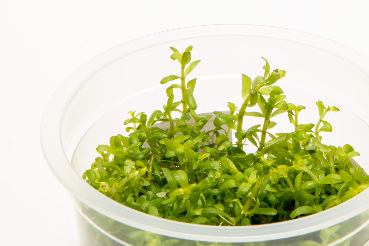Rotala Wayanad Live Aquarium Plant - Freshwater Aquatic Plant for Fish Tank Decoration | Perfect for Aquascaping, Shrimp Tanks & Planted Aquariums