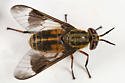 80-Pack Deerfly Patches - TredNot Deer Fly Repellent Stickers for Outdoor Activities, Hiking, Camping & Fishing - Natural Insect Protection