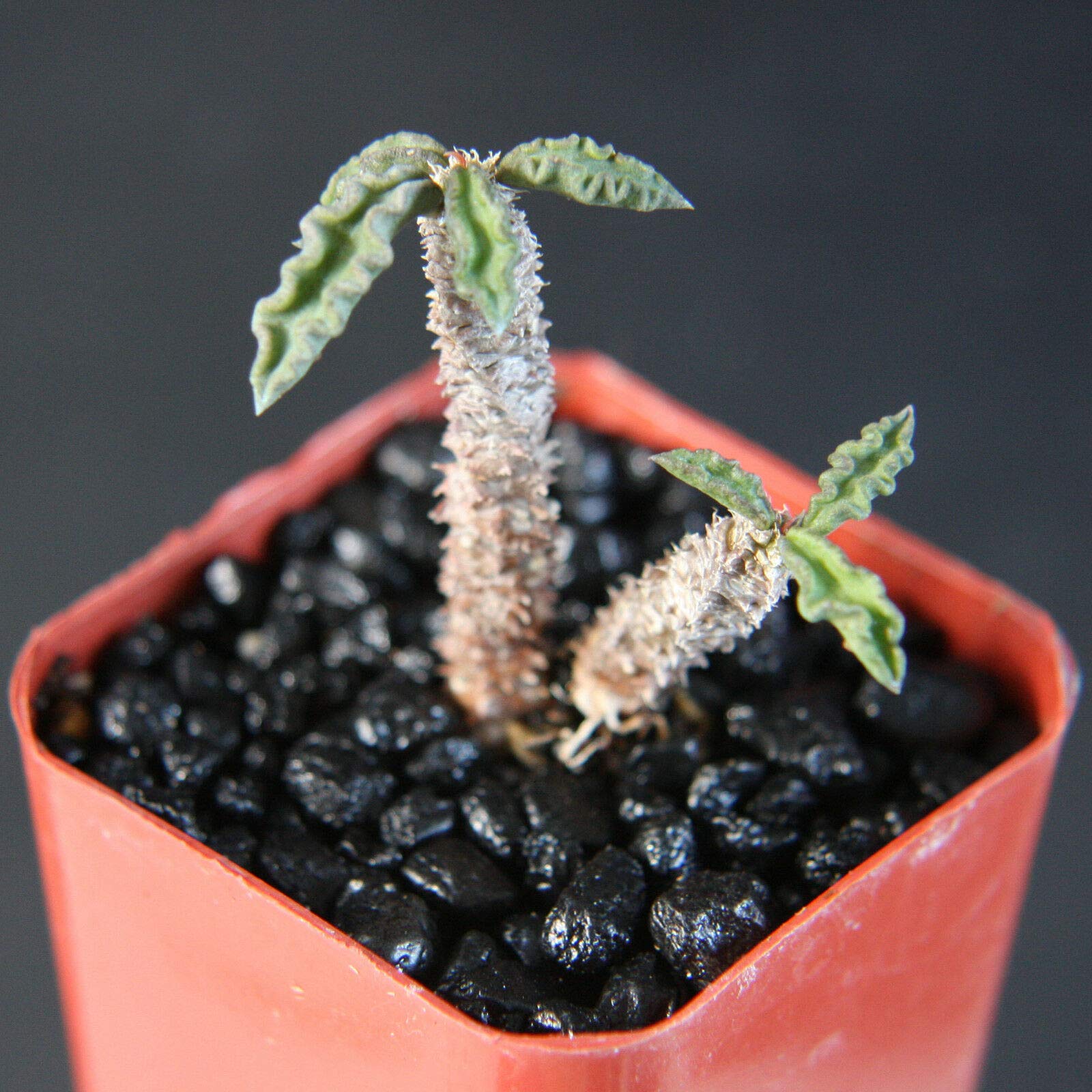 Euphorbia Decaryi Rare Succulent Cactus Plant - 2