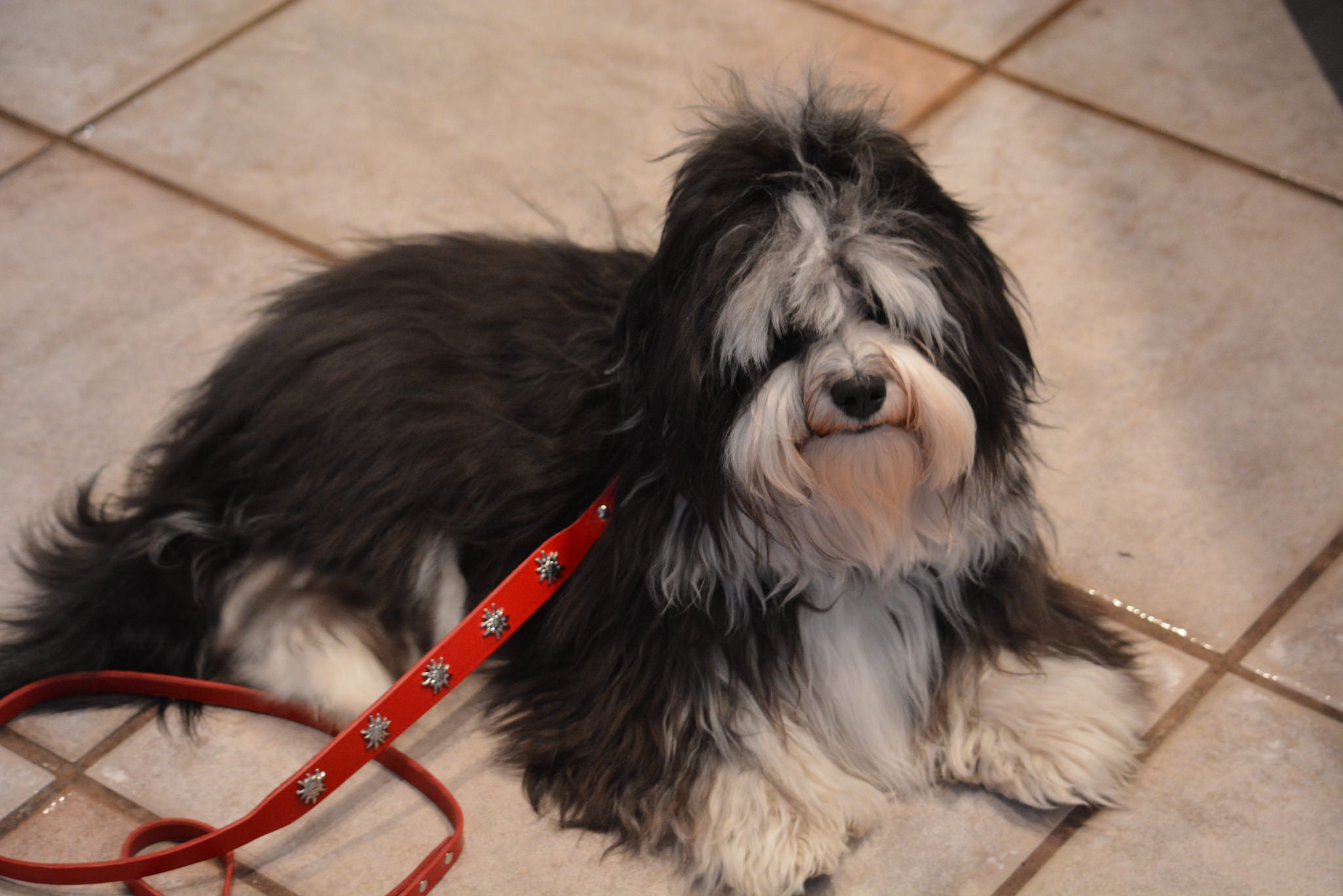 Premium Swiss Dog Leash - Durable & Adjustable Pet Walking Lead for Small Medium Large Dogs - Perfect for Outdoor Adventures, Training & Daily Walks