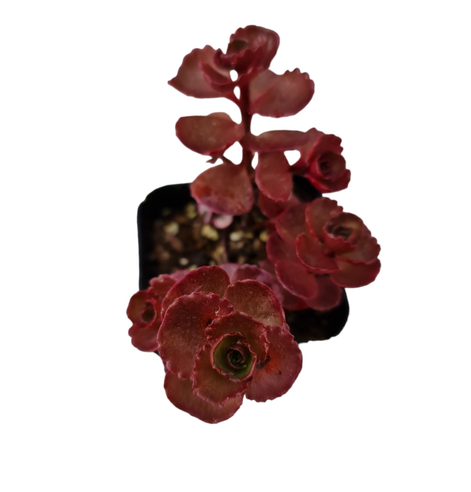 Sedum Spurium Dragon’s Blood Live Succulent Plants - 2 Inch Potted Cactus for Home Decor, Office Desk & Garden Landscaping