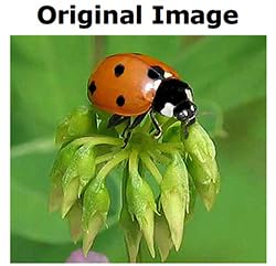 USA Made Ladybug Easter Egg Pin Brooch - ILANET Museum Collection - Perfect for Easter Gifts, Spring Fashion Accessories & Collectible Jewelry