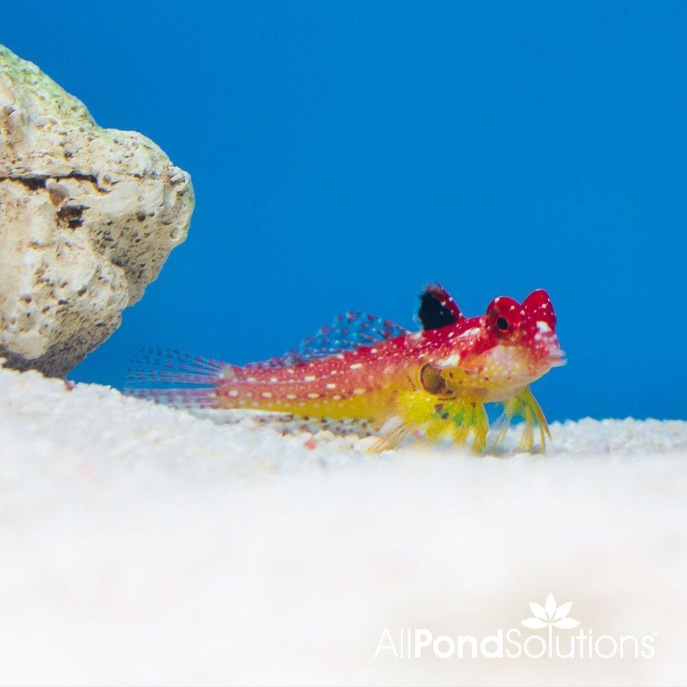 Flame Scooter Blenny (Synchiropus sycorax) - Vibrant Saltwater Fish for Reef Aquariums | Perfect for Marine Tanks & Coral Displays