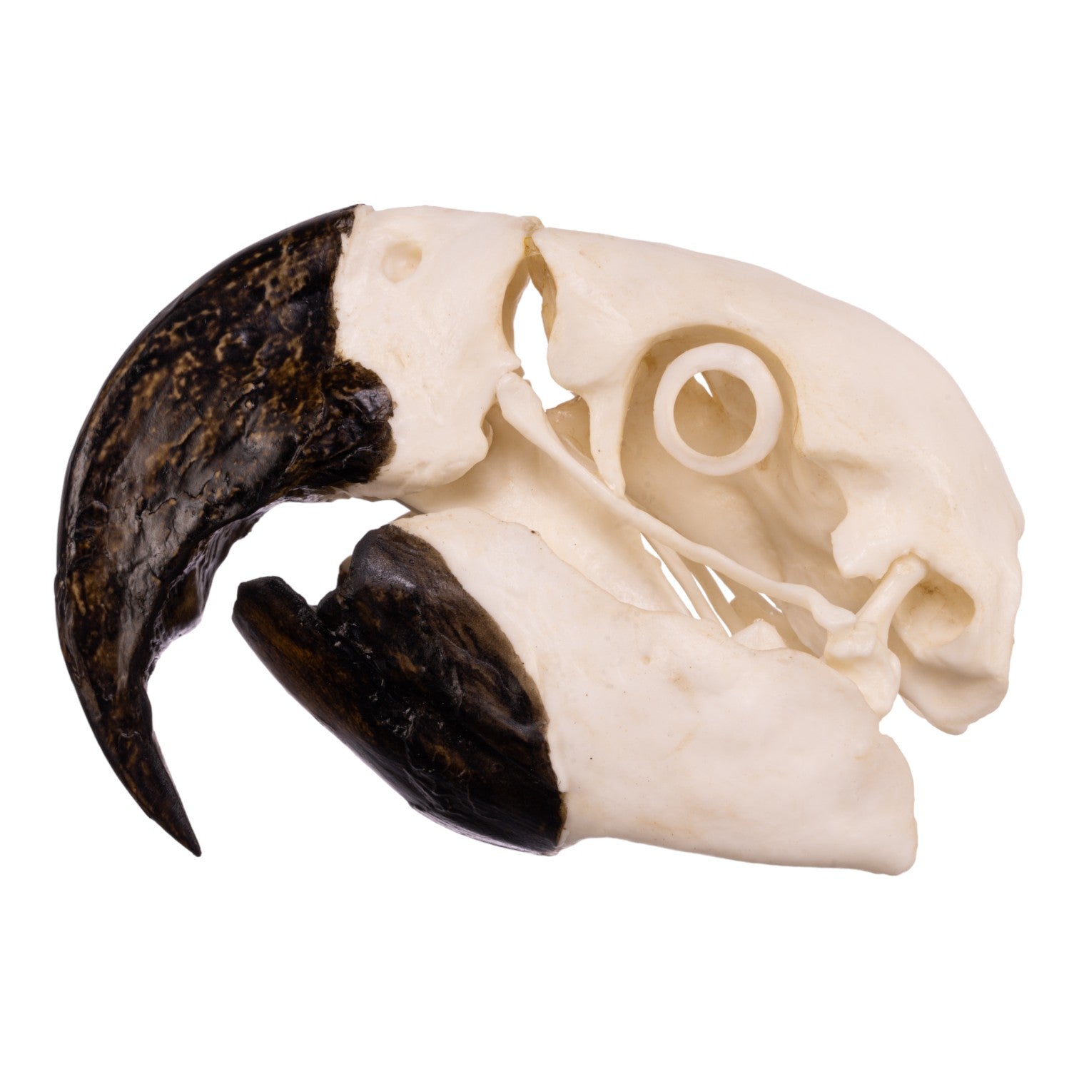 Authentic Replica Hyacinth Macaw Skull - Lifelike Bird Skull Model for Home Decor, Halloween Props & Educational Displays