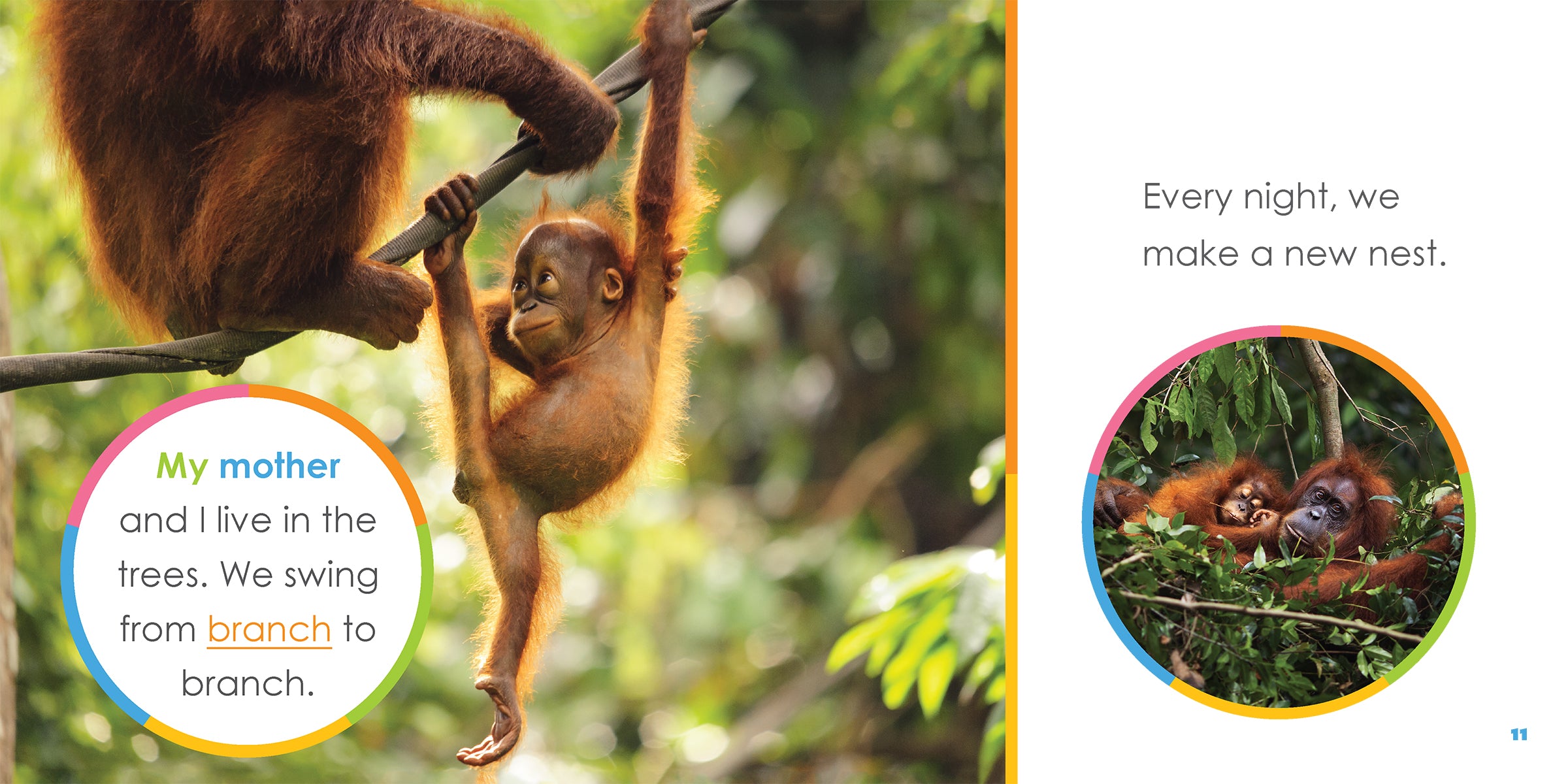 Baby Orangutans Book - ISBN 9781640263512 - Perfect for Kids' Wildlife Education & Bedtime Stories