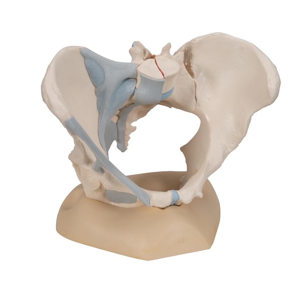 3-Part Female Pelvis Model with Ligaments - Anatomical Study, Medical Education & Physical Therapy Training Tool - Perfect for Students, Doctors & Healthcare Professionals