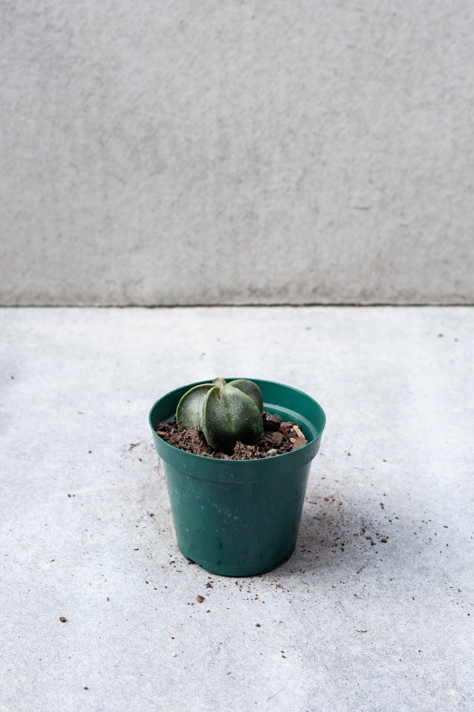 Bishop's Cap Cactus (Astrophytum myriostigma) - 4 Inch Live Plant for Home & Office Decor | Rare Succulent for Desert Gardens, Terrariums, and Windowsill Displays
