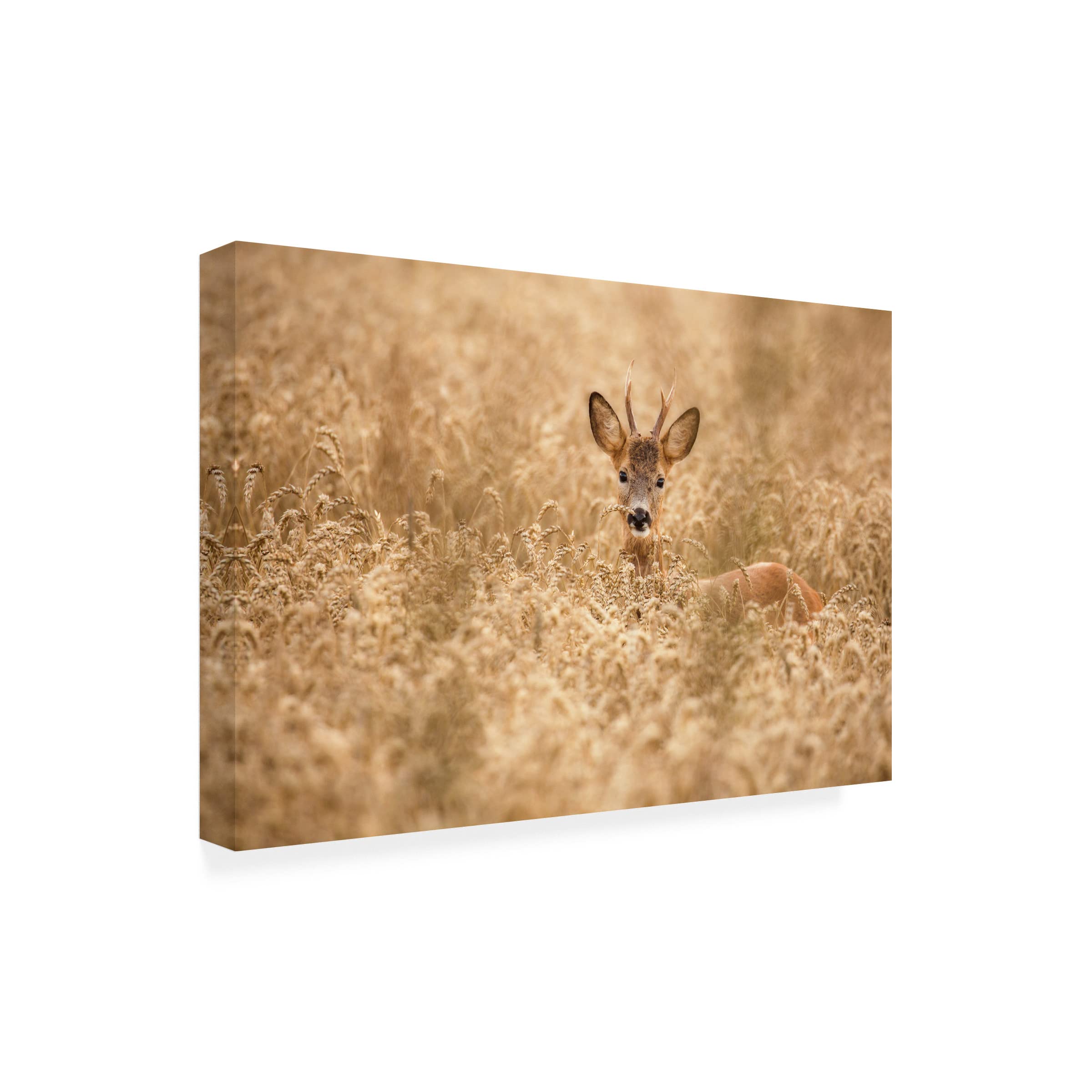 Deer In The Field Canvas Wall Art Print by Allan Wallberg - Nature Wildlife Home Decor for Living Room, Bedroom & Office