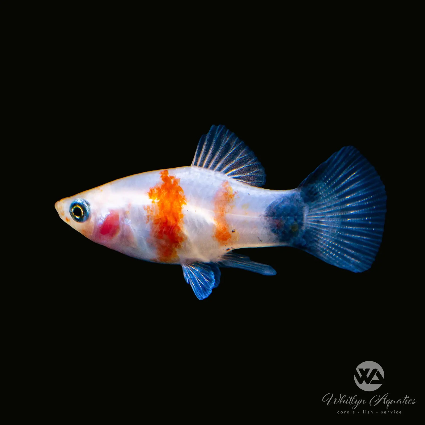 Bleeding Heart Mickey Mouse Platy Fish - Xiphophorus spp. for Freshwater Aquariums & Tropical Fish Tanks
