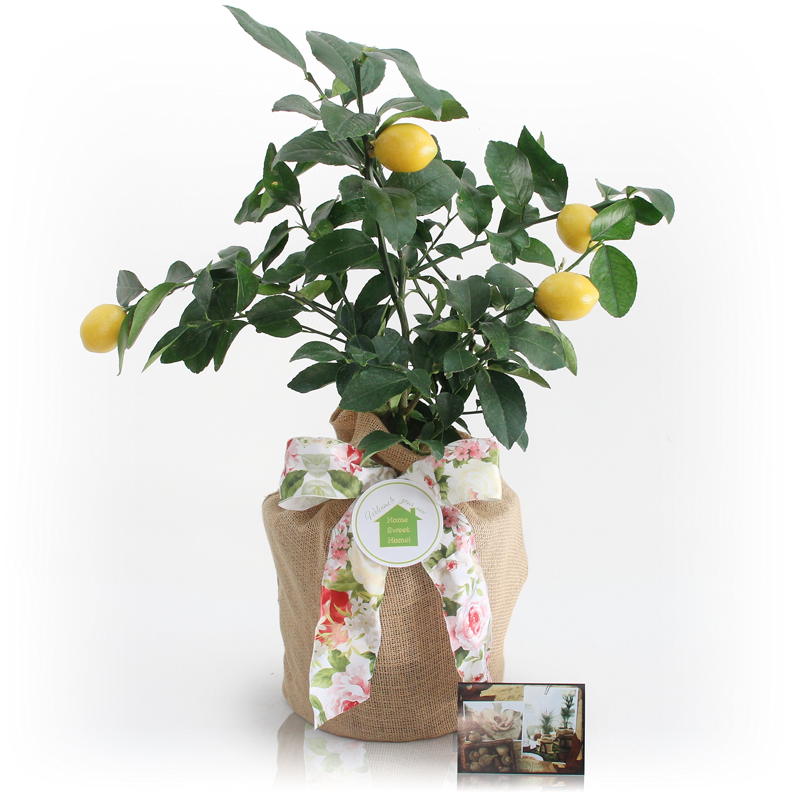Meyer Lemon Dwarf Fruit Tree - Sweet Juicy Lemons, Indoor/Outdoor Potted Plant - Perfect for Home Gardens, Patios & Gifts (Excludes TX, LA, AZ, AL, CA)