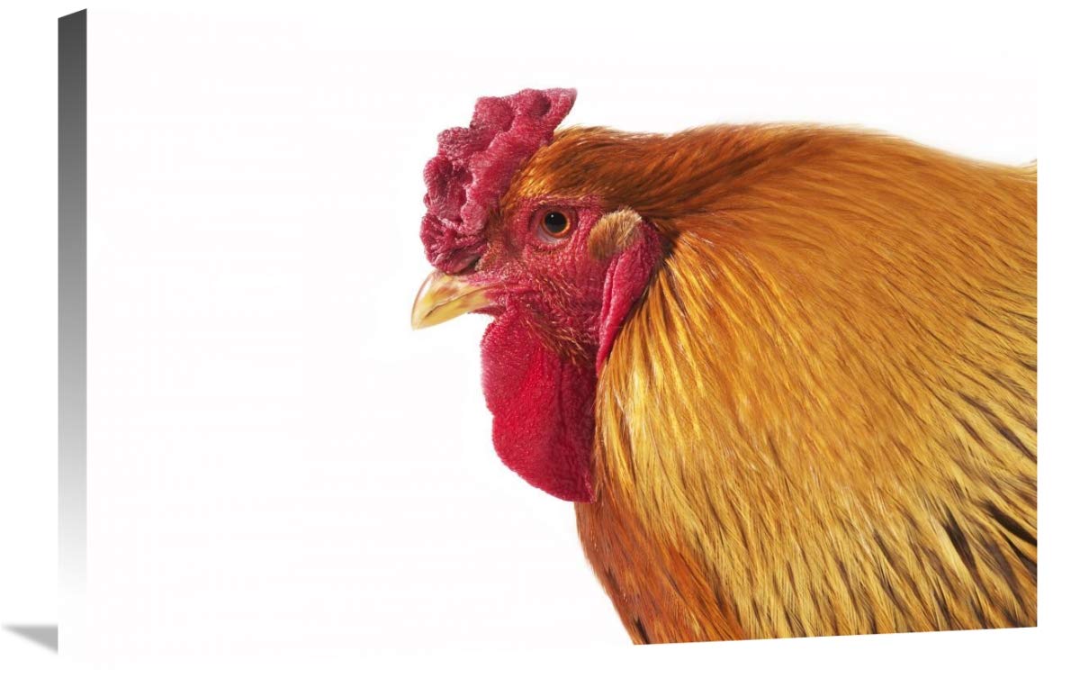 Global Gallery Domestic Chicken, Partridge Brahma Cockerel Close-up Head Canvas Art - 30x20 Inches - Perfect for Farmhouse Decor, Country Kitchen Wall Art, and Rustic Home Interiors