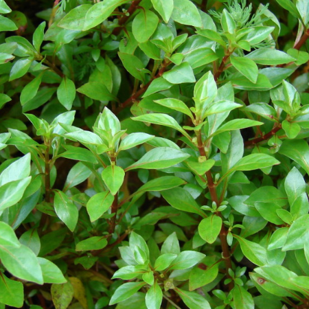 TCulture Ludwigia Palustris Green Aquatic Plant (Potted) - Perfect for Aquariums, Fish Tanks & Aquatic Gardens