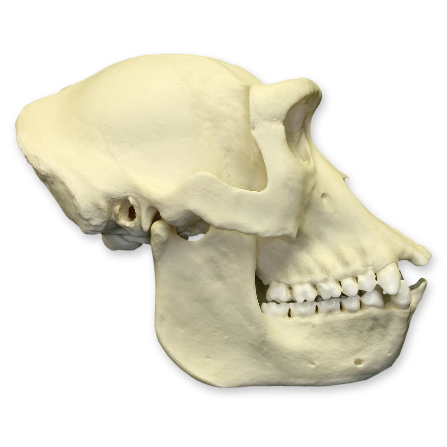 Authentic Replica Female Lowland Gorilla Skull - Lifelike Primate Skull Model for Science Education, Museum Display & Home Decor