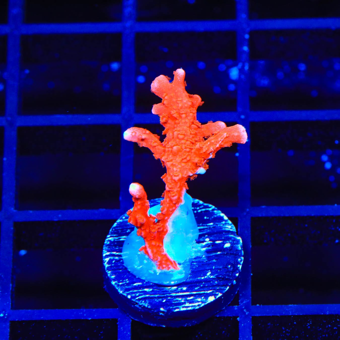 ACI Manila Spy Montipora Coral - Premium Saltwater Aquarium Coral for Reef Tanks | Perfect for Marine Aquascaping and Coral Propagation