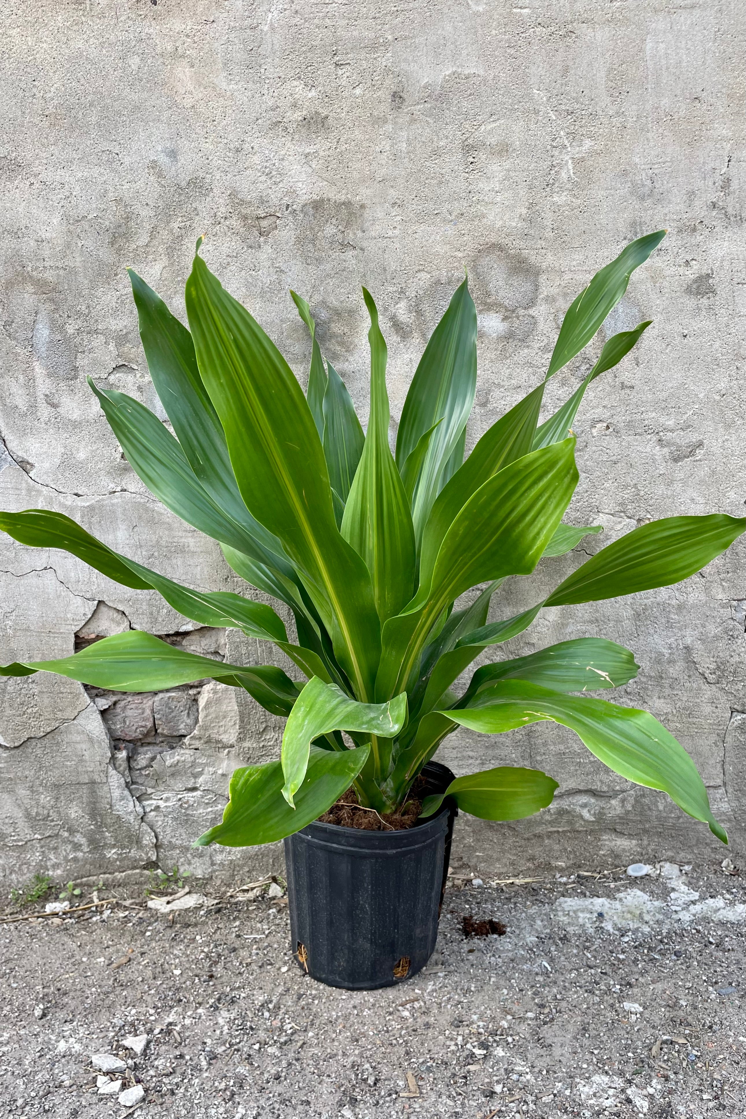 Dracaena 'Giganta' Green Form - 8 Inch Indoor Plant for Home & Office Decor | Air Purifying Houseplant for Living Room, Bedroom, or Workspace