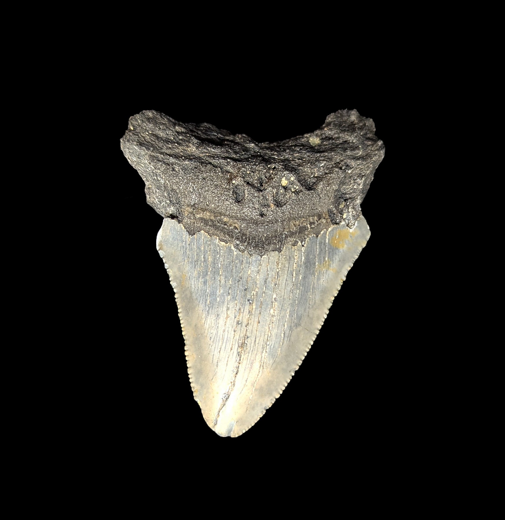 Authentic Small Megalodon Tooth Fossil - Genuine Shark Tooth Collectible for Home Decor, Jewelry Making & Paleontology Enthusiasts