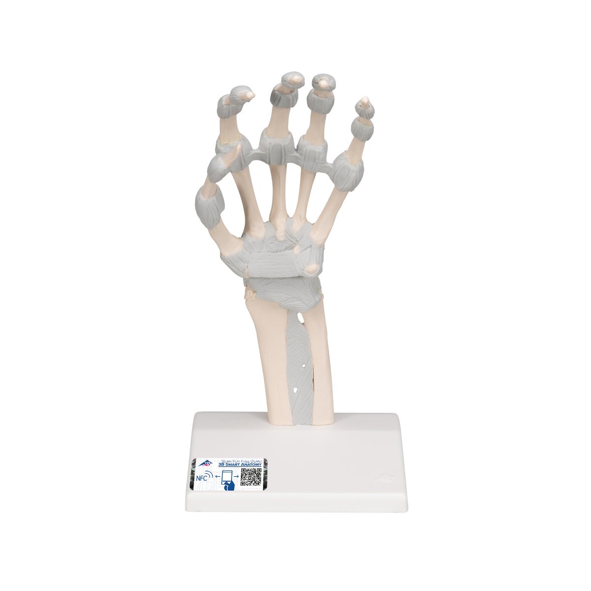 Hand Skeleton Model with Elastic Ligaments - Anatomical Study Tool for Medical Students & Doctors - Perfect for Classroom, Lab & Medical Office Use