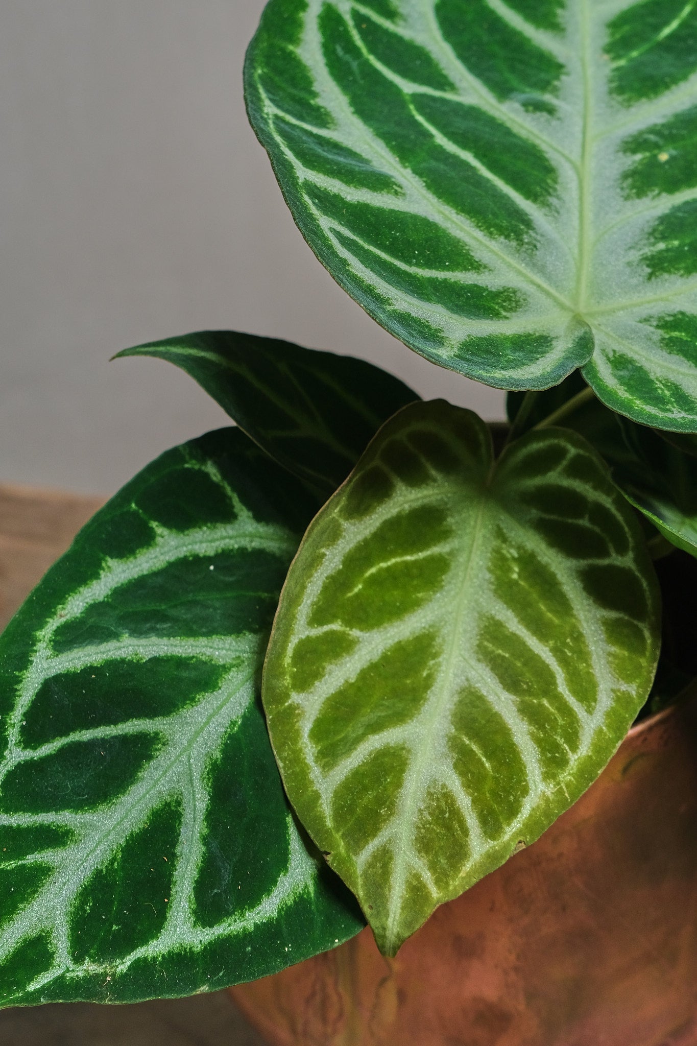 Anthurium Crystallinum Silver Blush - Rare Tropical Houseplant for Indoor Decor, Office & Gift