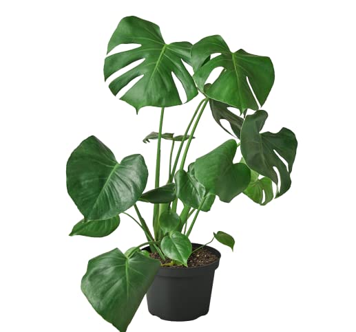 Monstera Deliciosa 'Split-Leaf' Swiss Cheese Plant - 8 Inch Live Indoor Houseplant | Low Maintenance Tropical Decor | Perfect for Home Office Living Room Decor | Gift with Free Care Guide