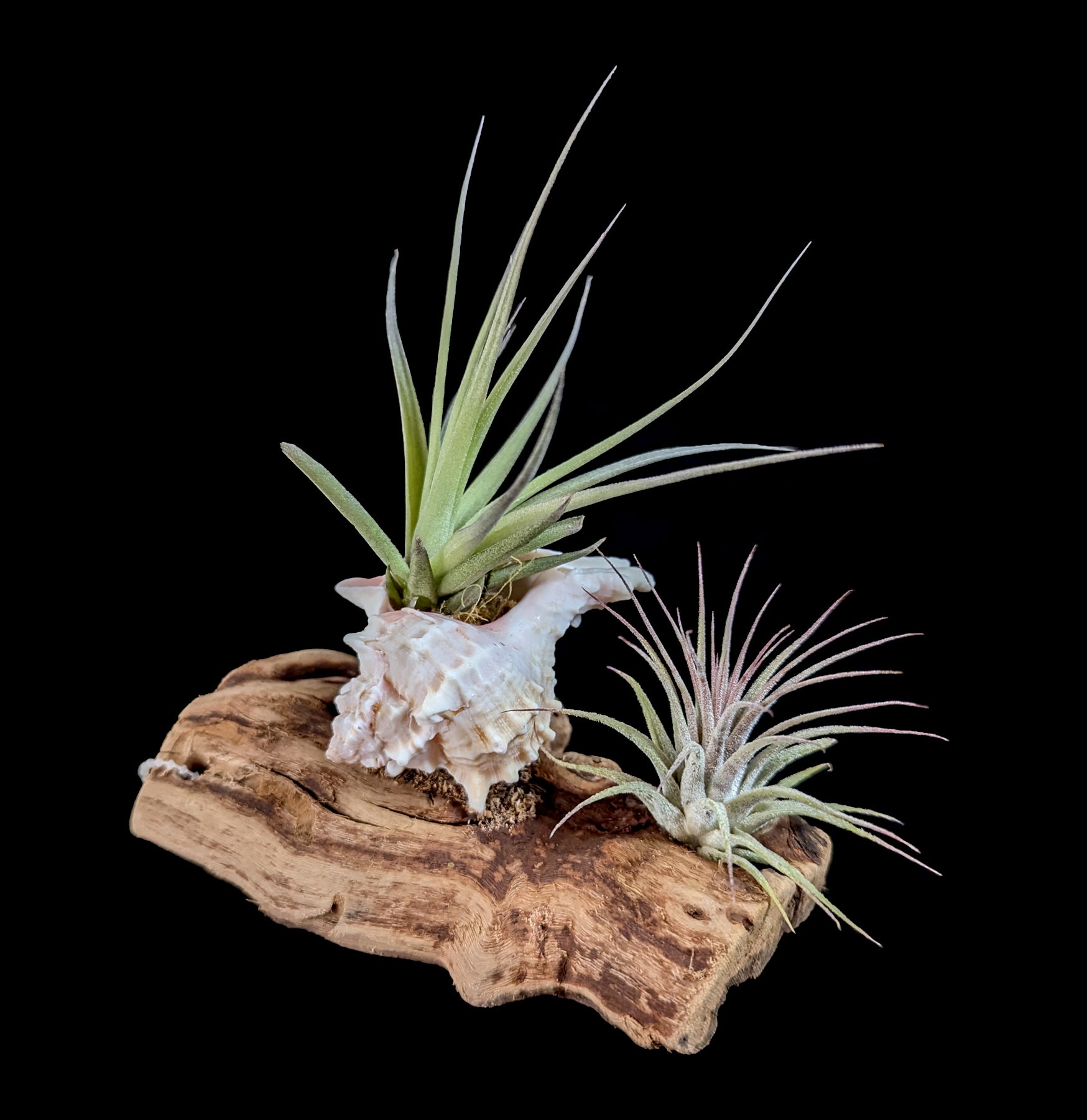Live Air Plants (Tillandsia) Mounted on Natural Shells - Perfect for Home Decor, Office Spaces & Terrariums