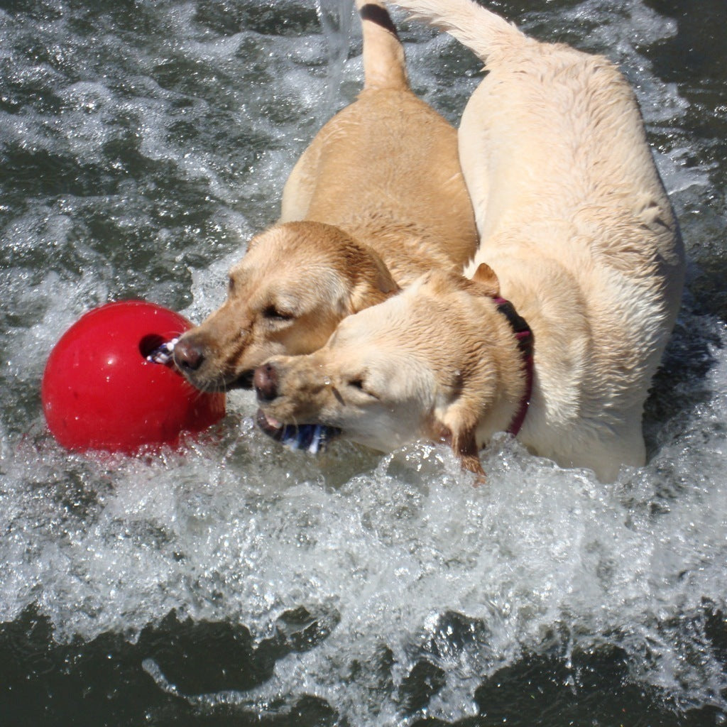 Jolly Pets Romp N Roll Dog Toy - Durable Chew Toy for Large & Small Dogs - Interactive Fetch & Tug-of-War Game - Perfect for Indoor & Outdoor Playtime