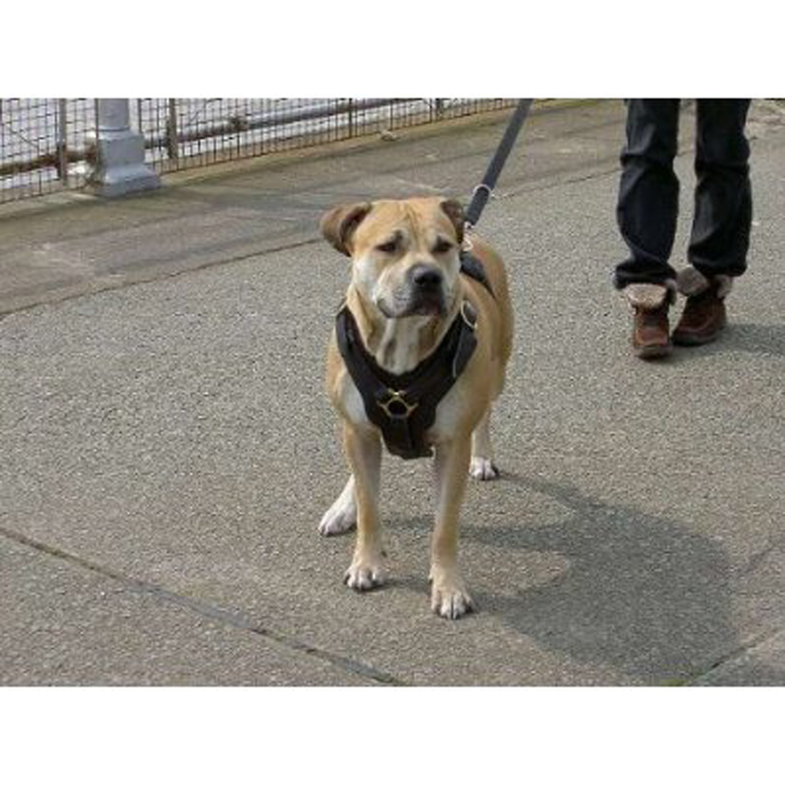 Dean & Tyler Victory Heavy-Duty Solid Brass Hardware Dog Harness with Handle - Large Size (31-41 Inch Girth) for Training, Walking & Outdoor Adventures - Durable Brown Nylon for Active Dogs