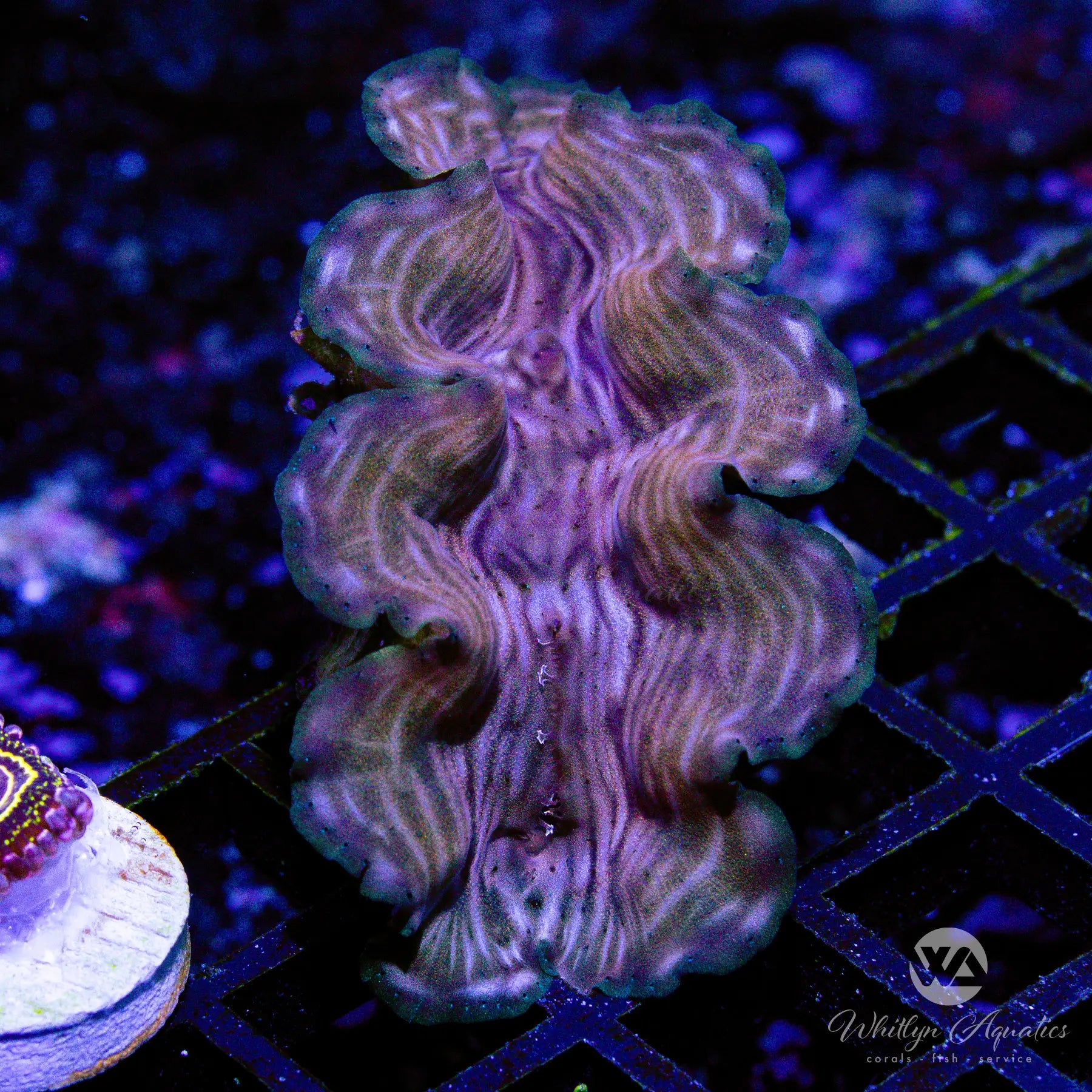 Premium Squamosa Clam (~2 Inch) - Live Coral for Saltwater Aquariums | Perfect for Reef Tanks, Marine Displays & Aquatic Decor