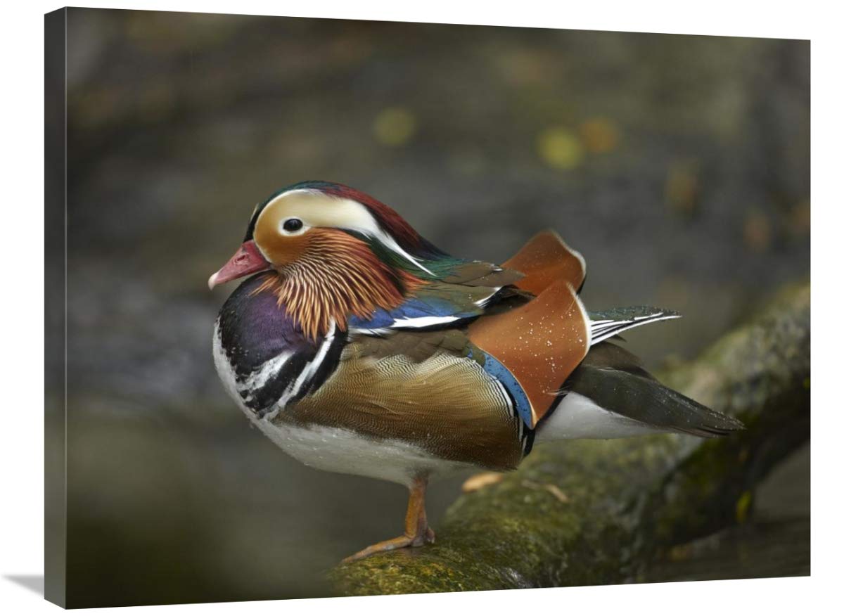 24x32 Inch Mandarin Duck Male Art Print - Jurong Bird Park Singapore Wildlife Photography by Tim Fitzharris - Perfect for Home Decor, Office Wall Art & Nature Lover Gifts