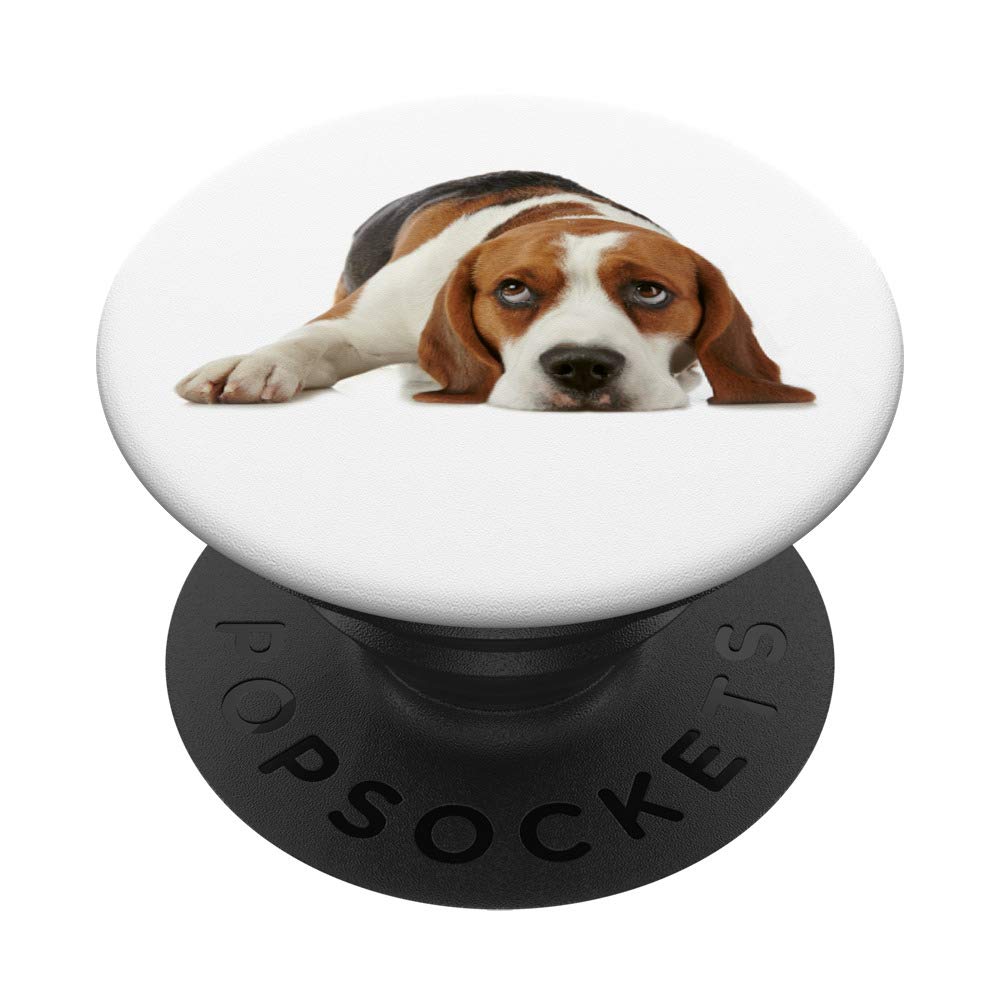 Adorable Beagle Puppy for Sale - Cute & Friendly Beagle Dog for Families & Pet Lovers | Perfect Companion for Home, Playtime & Outdoor Adventures