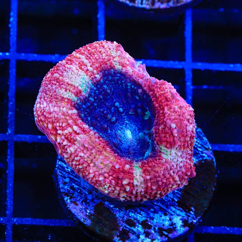 Cherry Pie Bowerbanki Coral - Premium Saltwater Aquarium Coral for Reef Tanks | Perfect for Home Aquascaping & Marine Life Enthusiasts