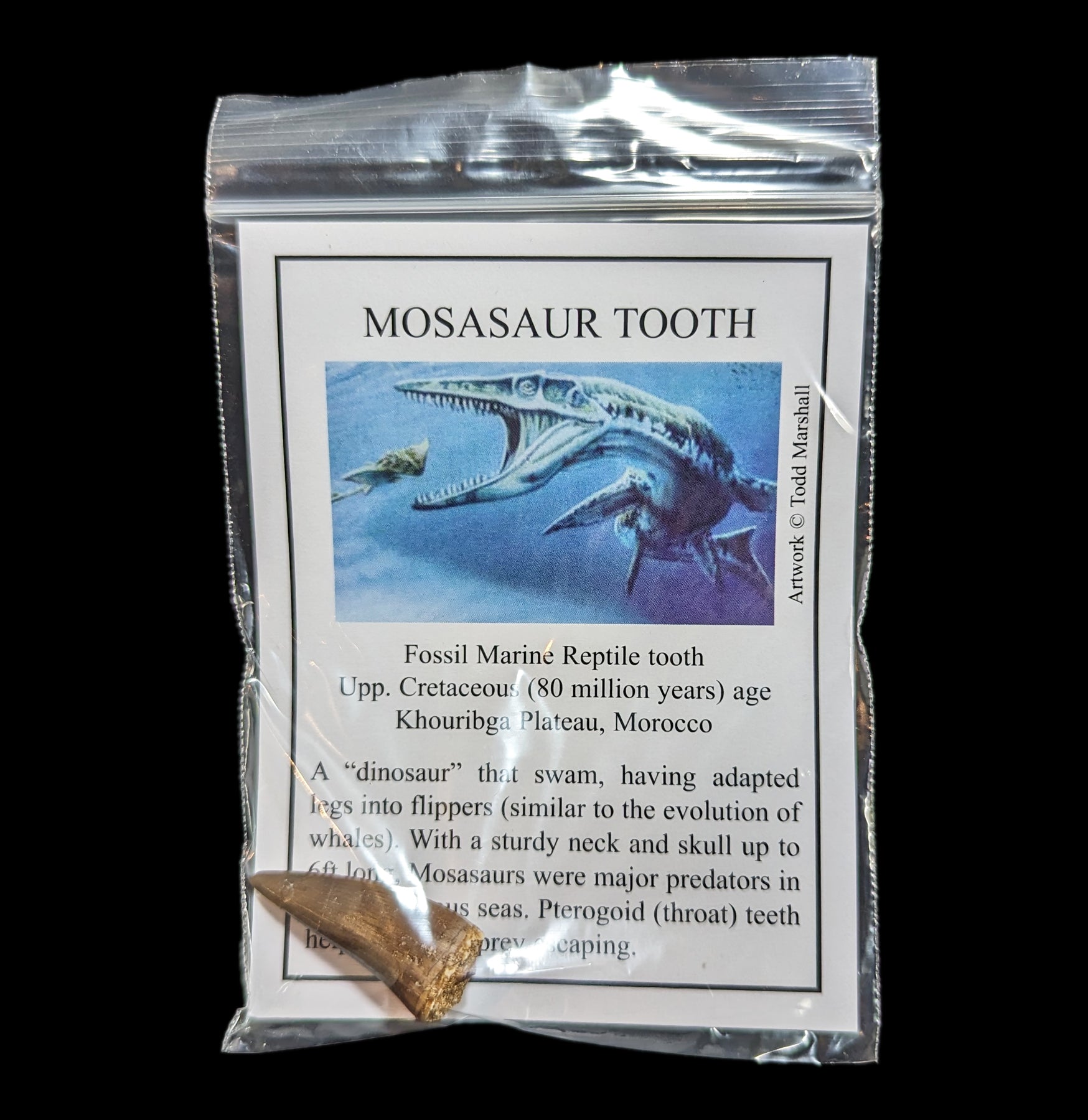Authentic Mosasaur Tooth Fossil with Display Card - Perfect for Collectors, Paleontology Enthusiasts & Home Decor