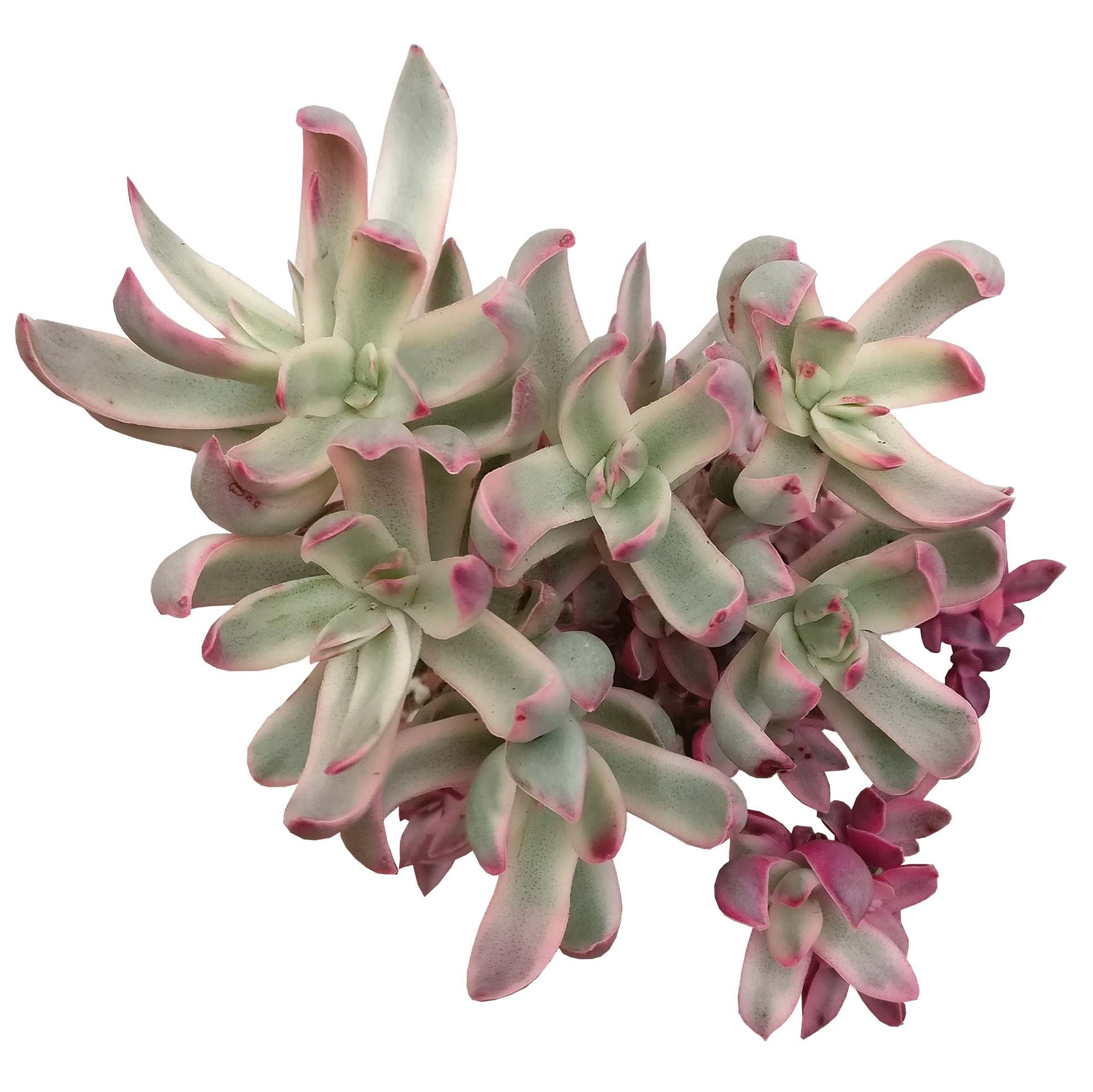 Crassula Rubricaulis Candy Cane Succulent - 4 Inch Pink Live Plant for Home Decor, Office Desk, and Garden Arrangements