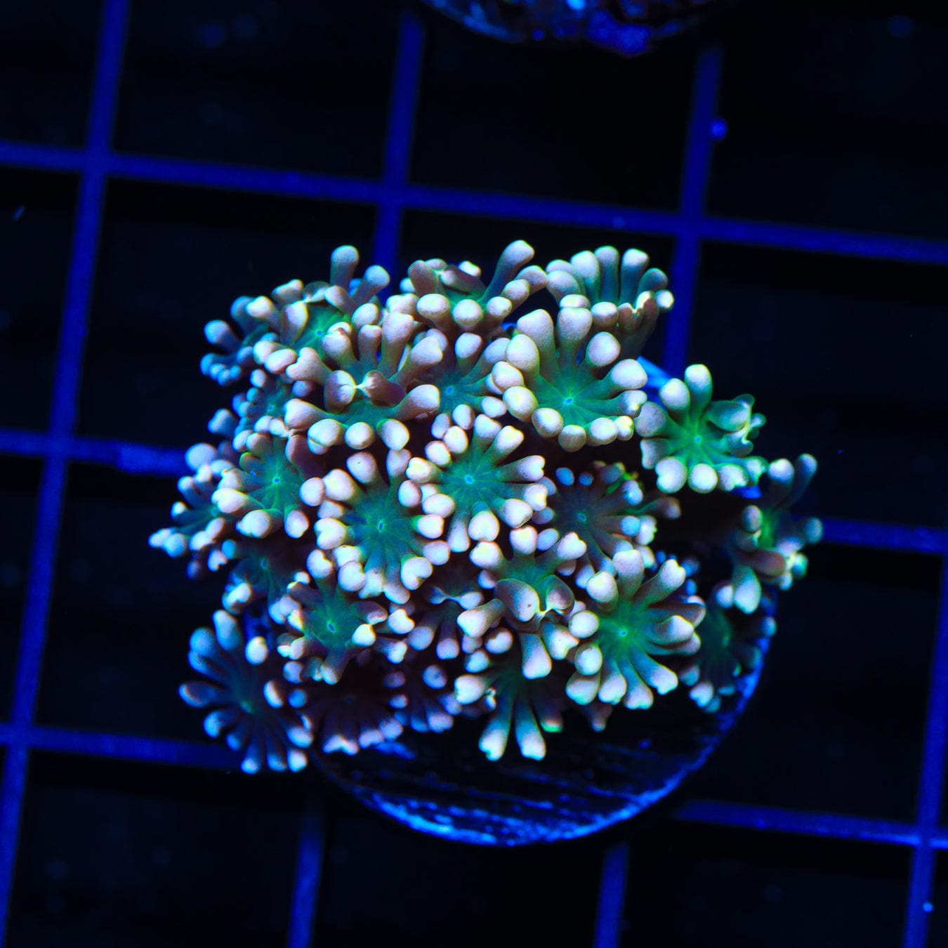 Premium Alveopora Coral for Saltwater Aquariums | Easy Care Coral for Reef Tanks | Perfect for Beginners & Marine Life Enthusiasts