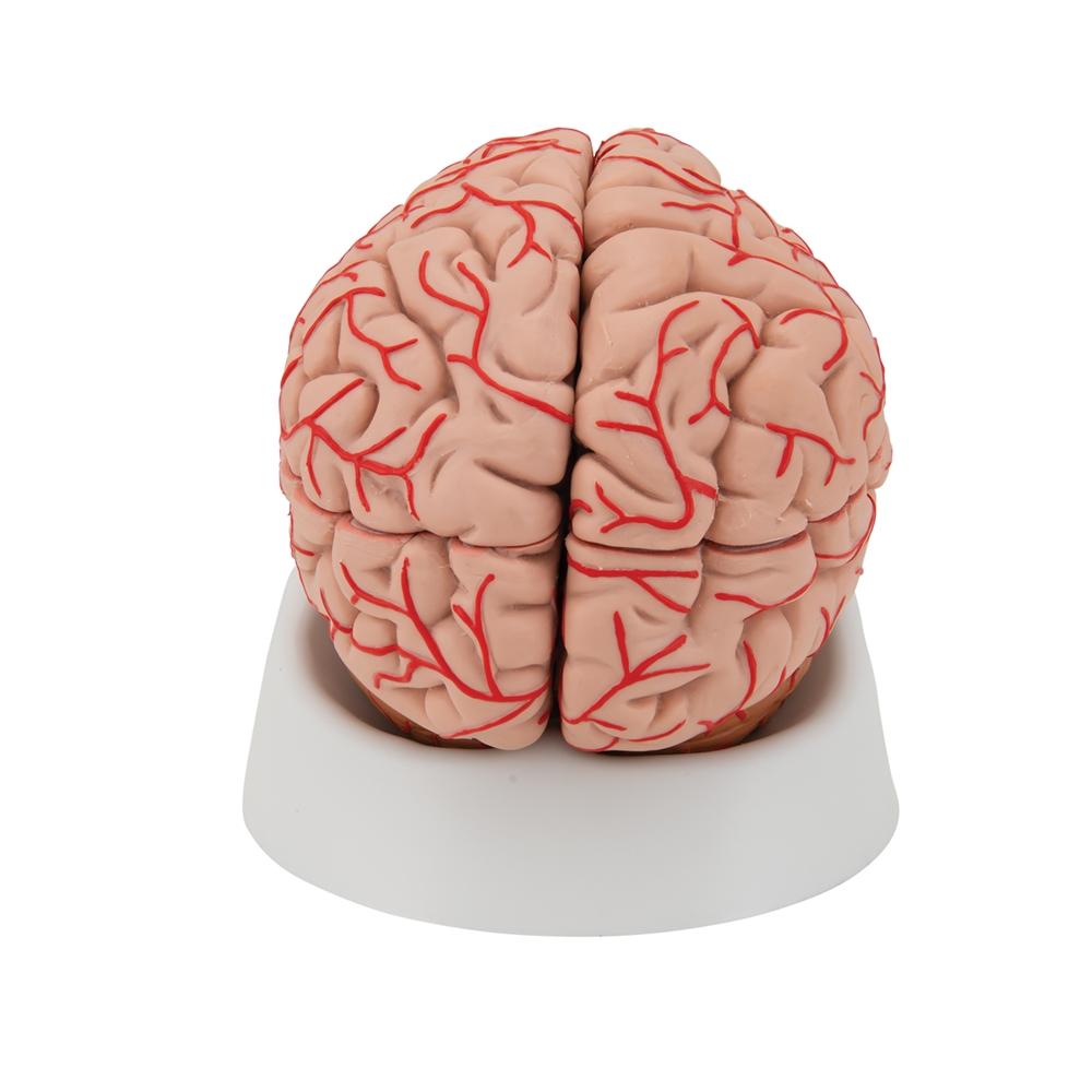 9-Part Human Brain Model with Arteries - Detailed Anatomy Study Tool for Medical Students & Educators