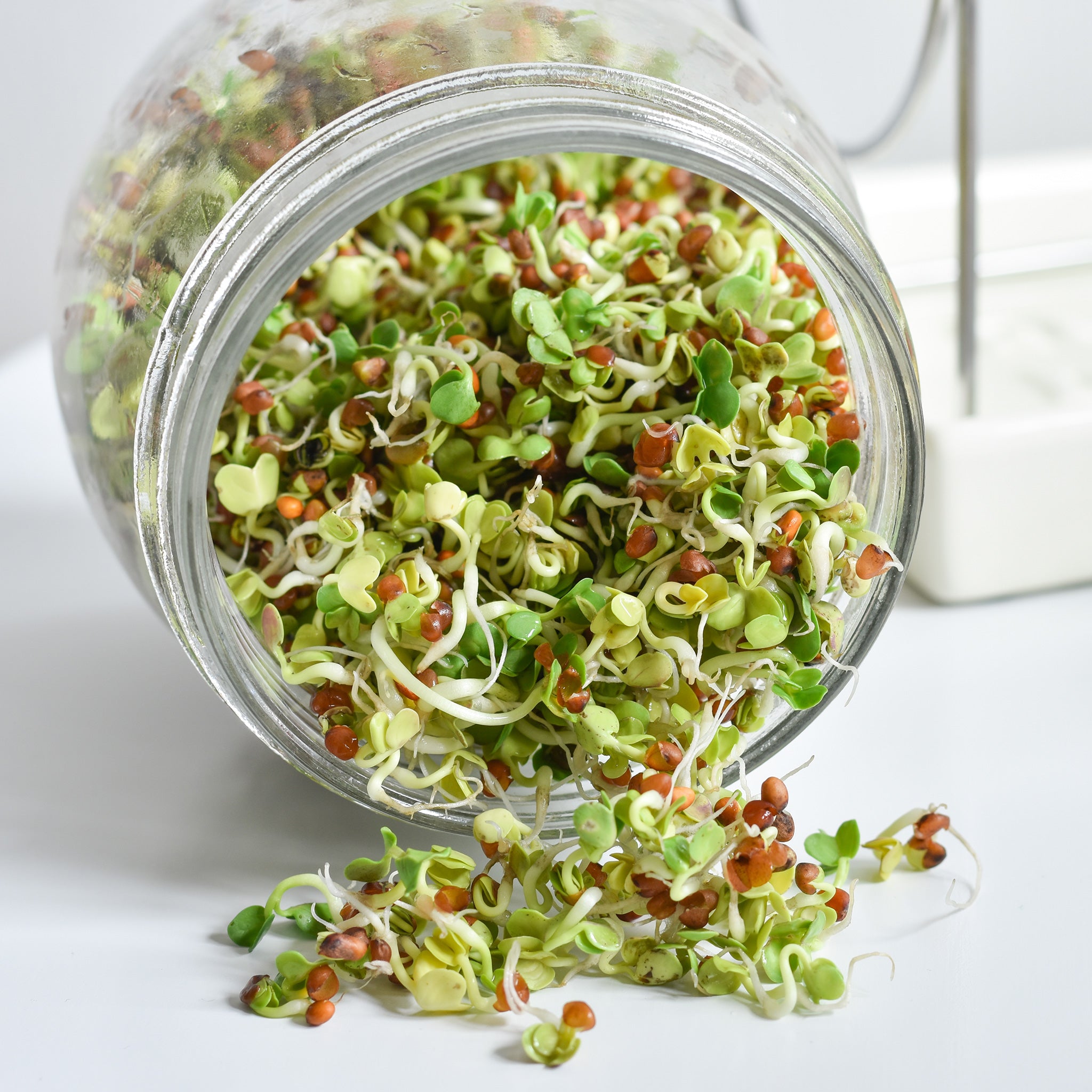 Organic Sprouting Jar Kit with Stainless Steel Mesh Lid & Ceramic Tray - Perfect for Homegrown Alfalfa, Broccoli & Bean Sprouts | Indoor Gardening & Healthy Eating
