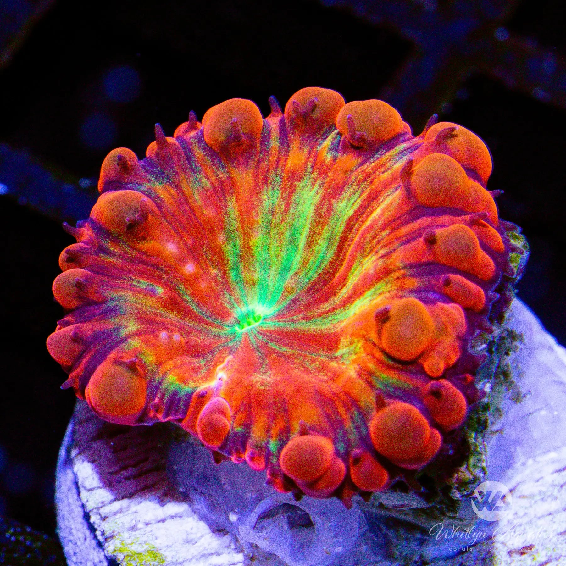 Premium WA Strawberry Margarita Blasto Coral - A53 WYSIWYG Live Coral for Saltwater Aquariums | Perfect for Reef Tanks & Marine Displays