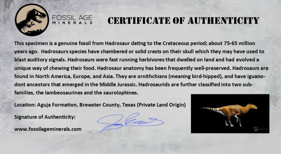 Authentic 1.6