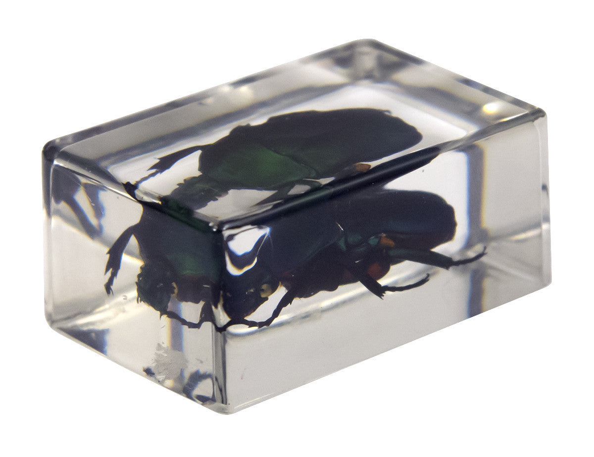 3D Bug Specimen Kit #2 - Realistic Insect Models for Science Education & Collectors | Perfect for Classroom Learning, Home Schooling & Entomology Enthusiasts