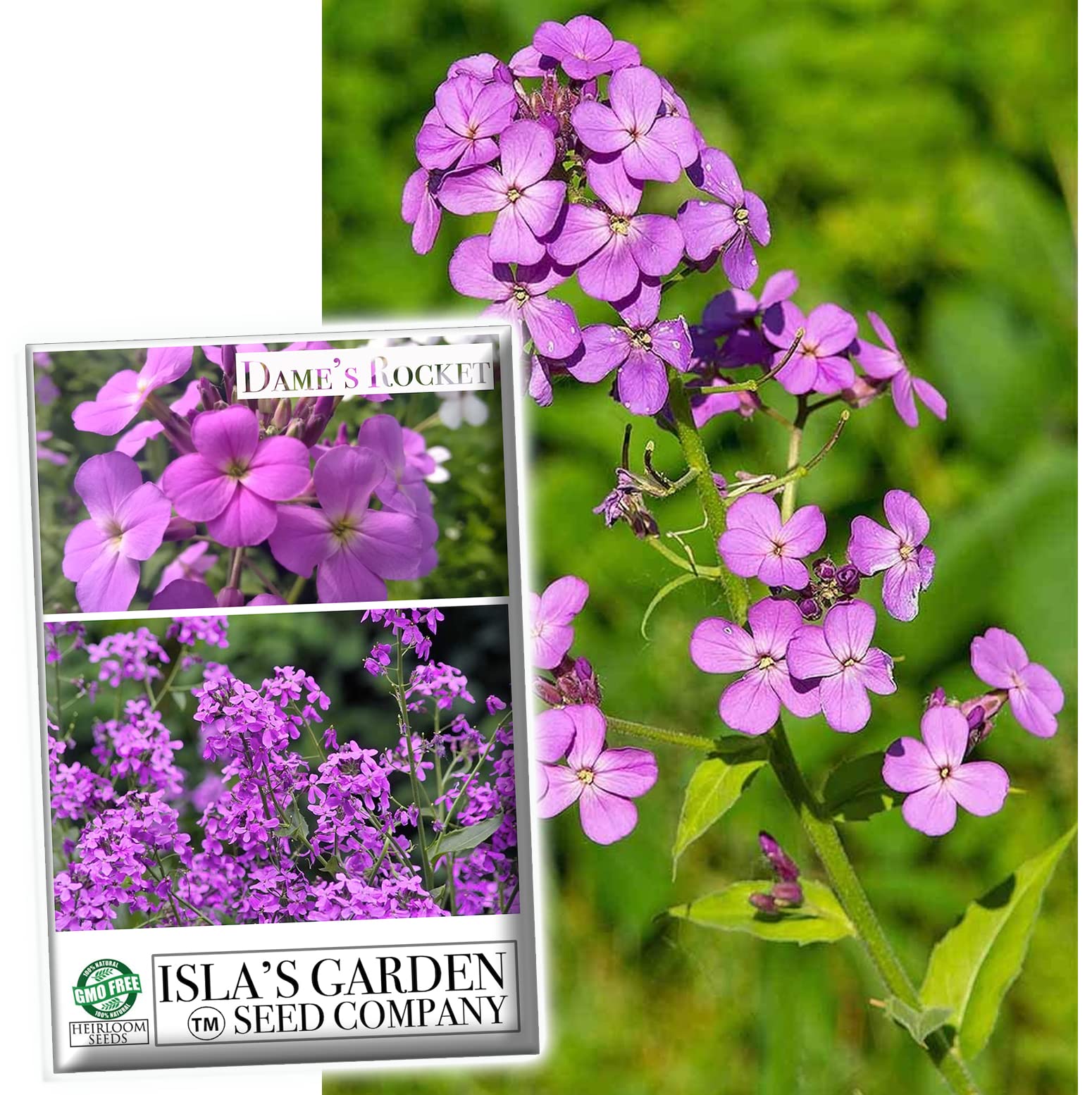 Dame's Rocket Flower Seeds (Hesperis matronalis) - 1000+ Non-GMO Heirloom Seeds per Packet by Isla's Garden Seeds - Perfect for Cottage Gardens, Pollinator-Friendly Landscapes & Cut Flower Arrangements