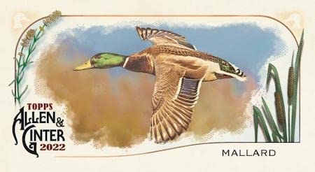 2022 Topps Allen & Ginter Baseball Factory Sealed 24-Pack Retail Box - 144 Trading Cards | MLB Collectibles, Sports Memorabilia | Perfect for Card Collectors, Fantasy Baseball Fans & Gift Giving